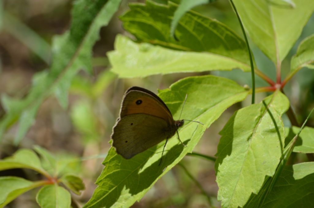 da identificare - Maniola jurtina, Nymphalidae Satyrinae